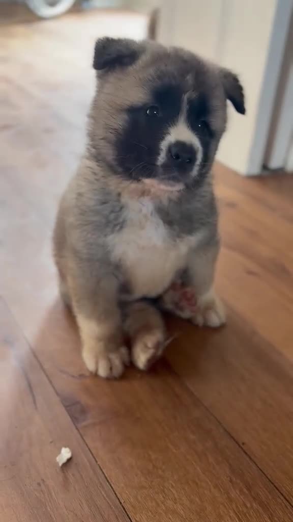 Akita dogs for sale: Wanted: new home for male Akita puppies ready now! - Video 2