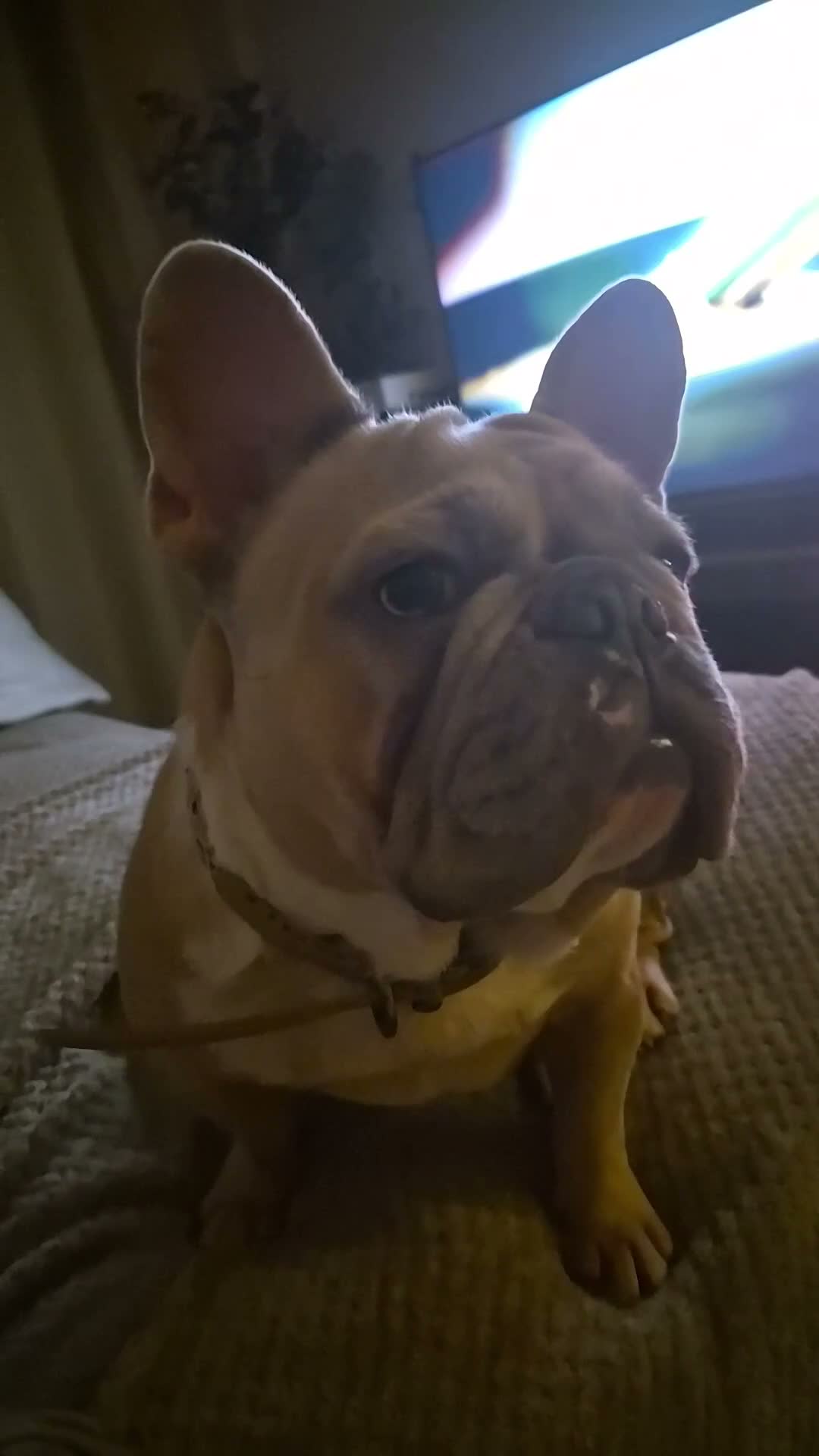 French Bulldog dogs for sale: French bulldog age 2 - Video 1