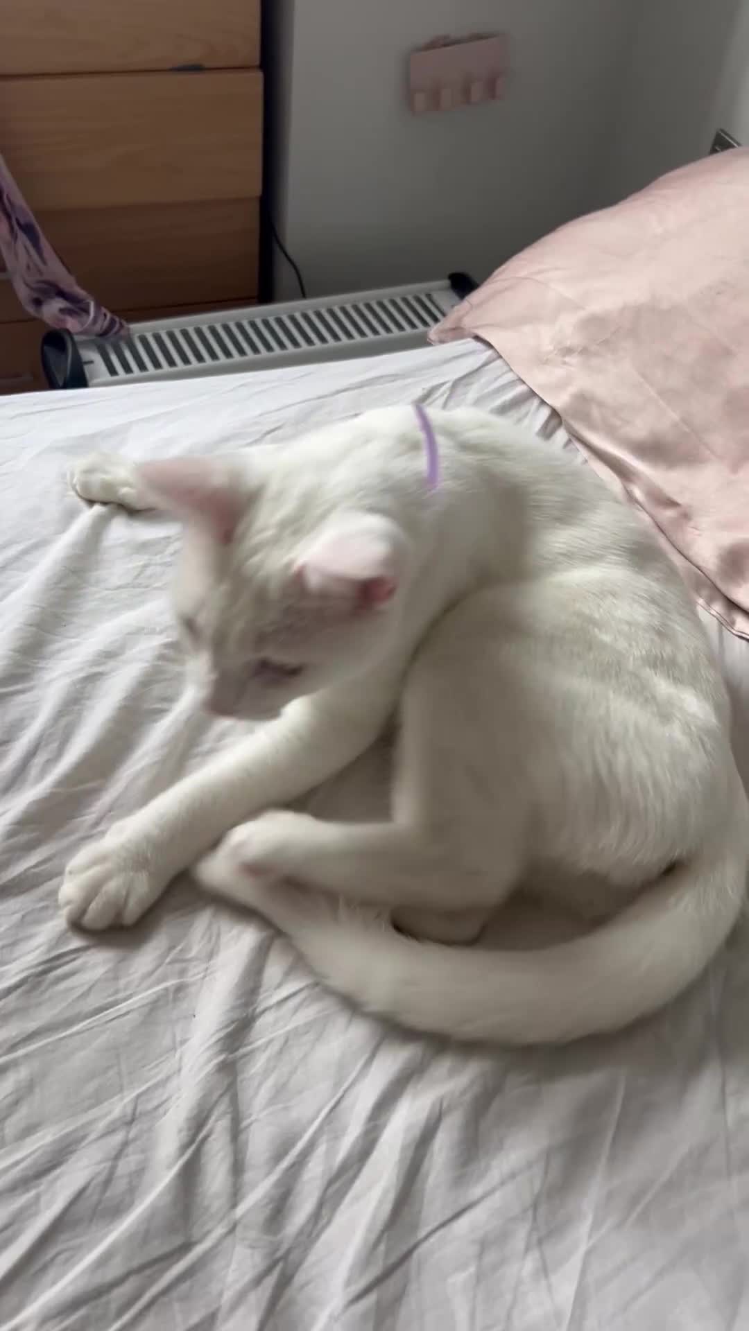 British Shorthair cats for sale: The Loveliest Boy - Video 1