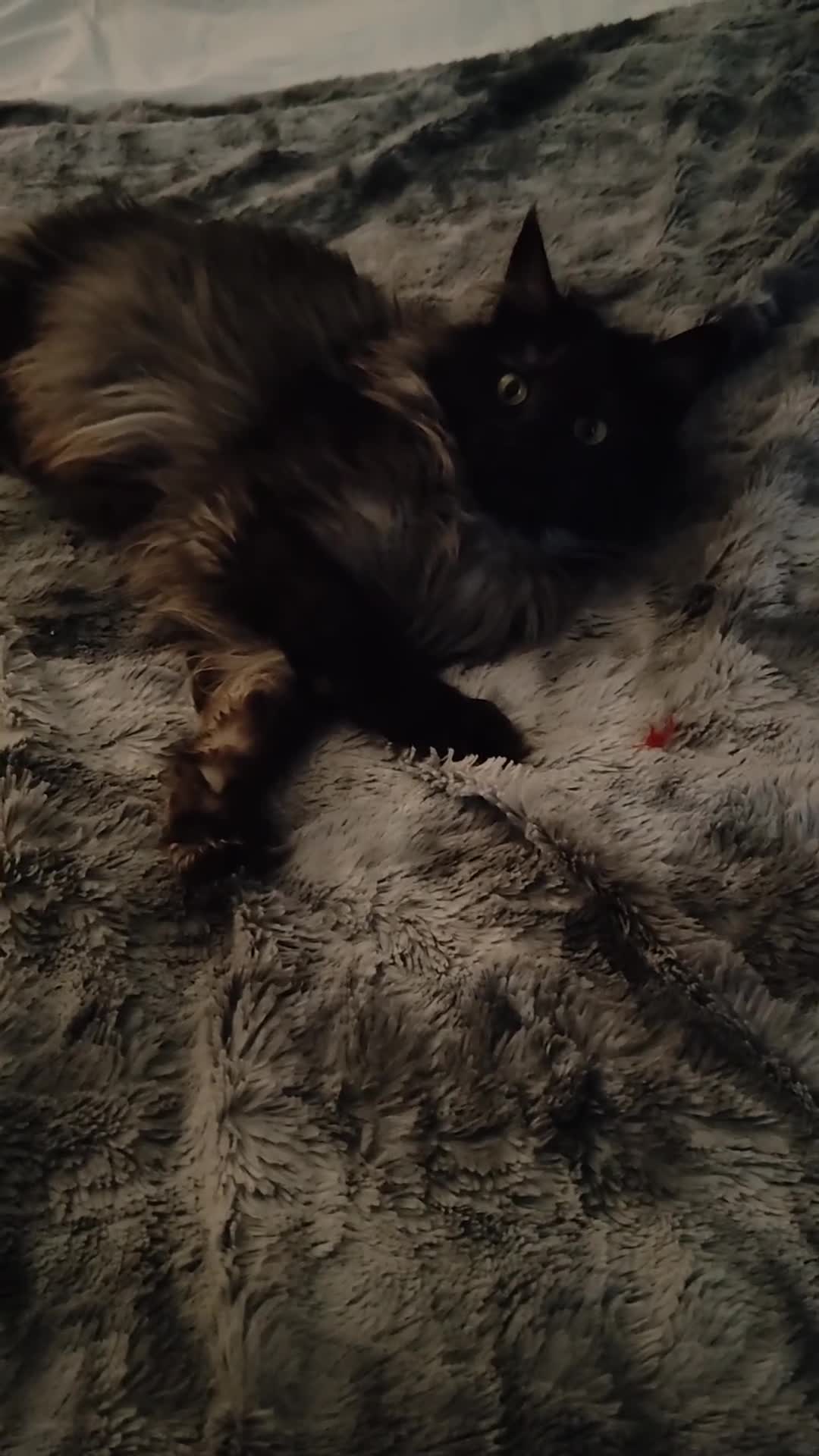 Maine Coon cats for sale: European Mainecoon Cat - Video 1