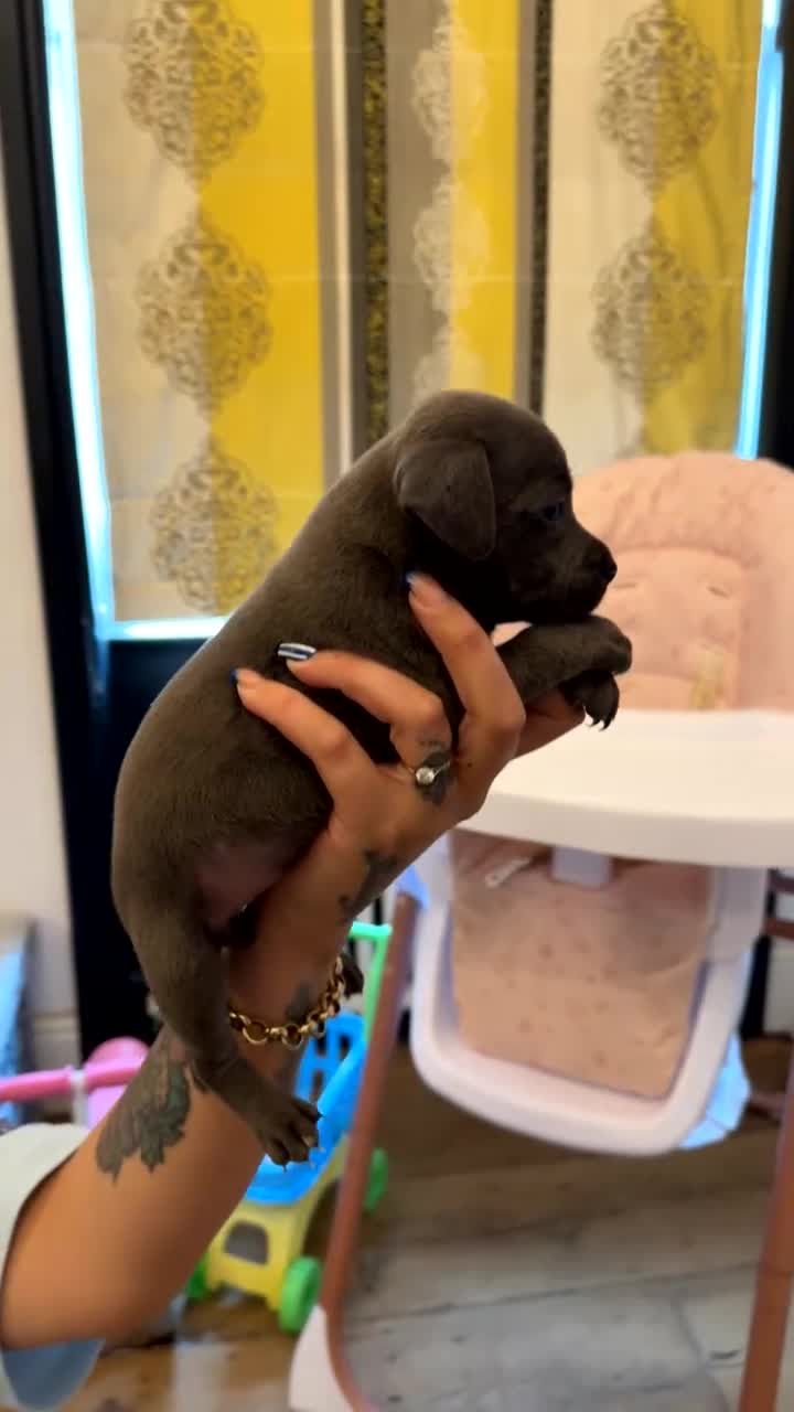 Staffordshire Bull Terrier dogs for sale: Beautiful blue staffy pups excellent pedigree  - Video 2