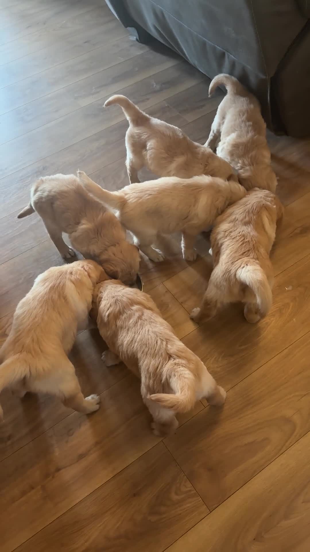 Golden Retriever dogs for sale: KC Golden Retriever Puppies ready in 10 days  - Video 2