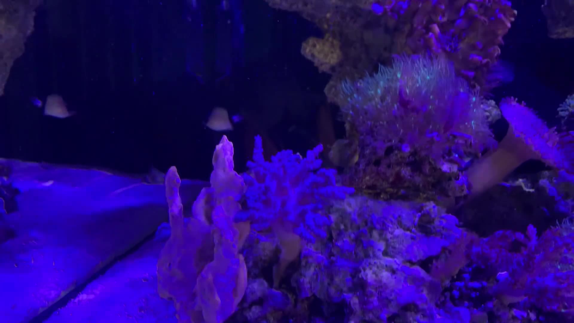 Shrimps fish for sale: Saltwater Marine Fish, complete set up - Video 1
