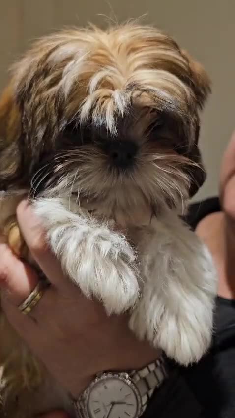 Shih Tzu dogs for sale: STUNNING PURE STANDARD SHIH TZU  - Video 5