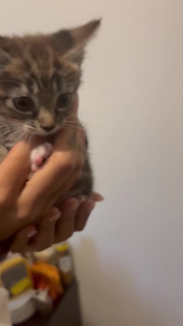 Mixed Breed cats for sale: Mixed breed kittens - Video 3