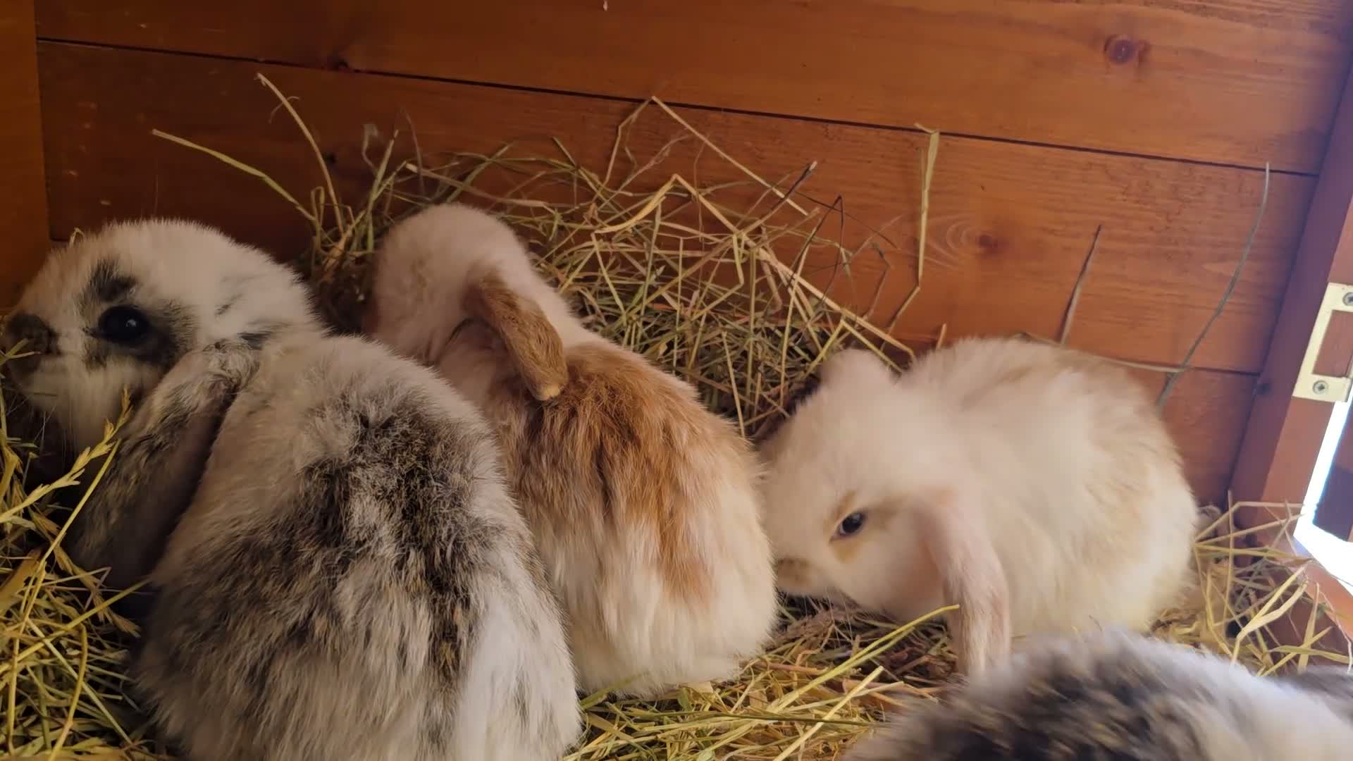 Mixed Breed rabbits for sale: Angora x French lop bunnies - Video 5