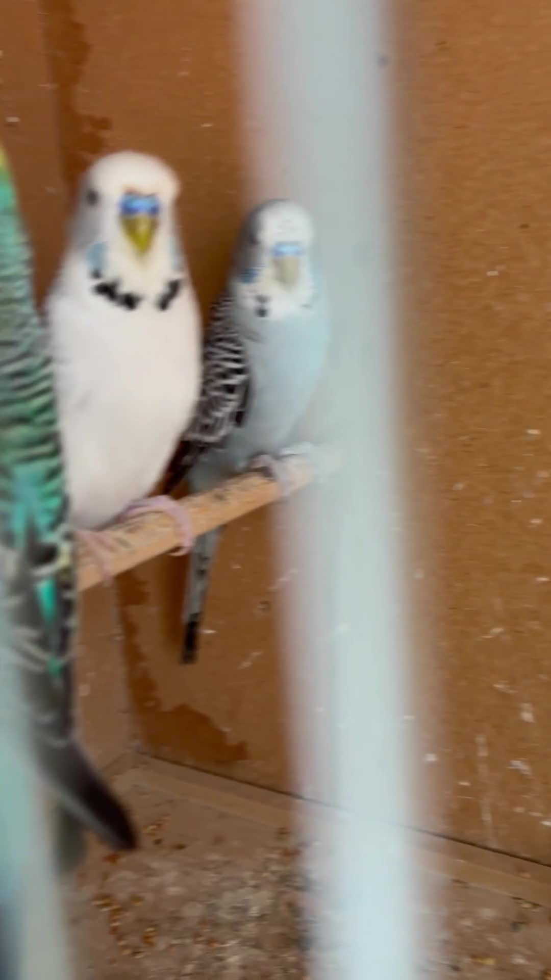 Budgerigars birds for sale: Beautiful baby Budgies - Video 2