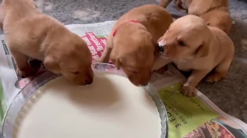 Labrador Retriever dogs for sale: 9 KC Registered Fox Red Labrador Puppies  - Video 1