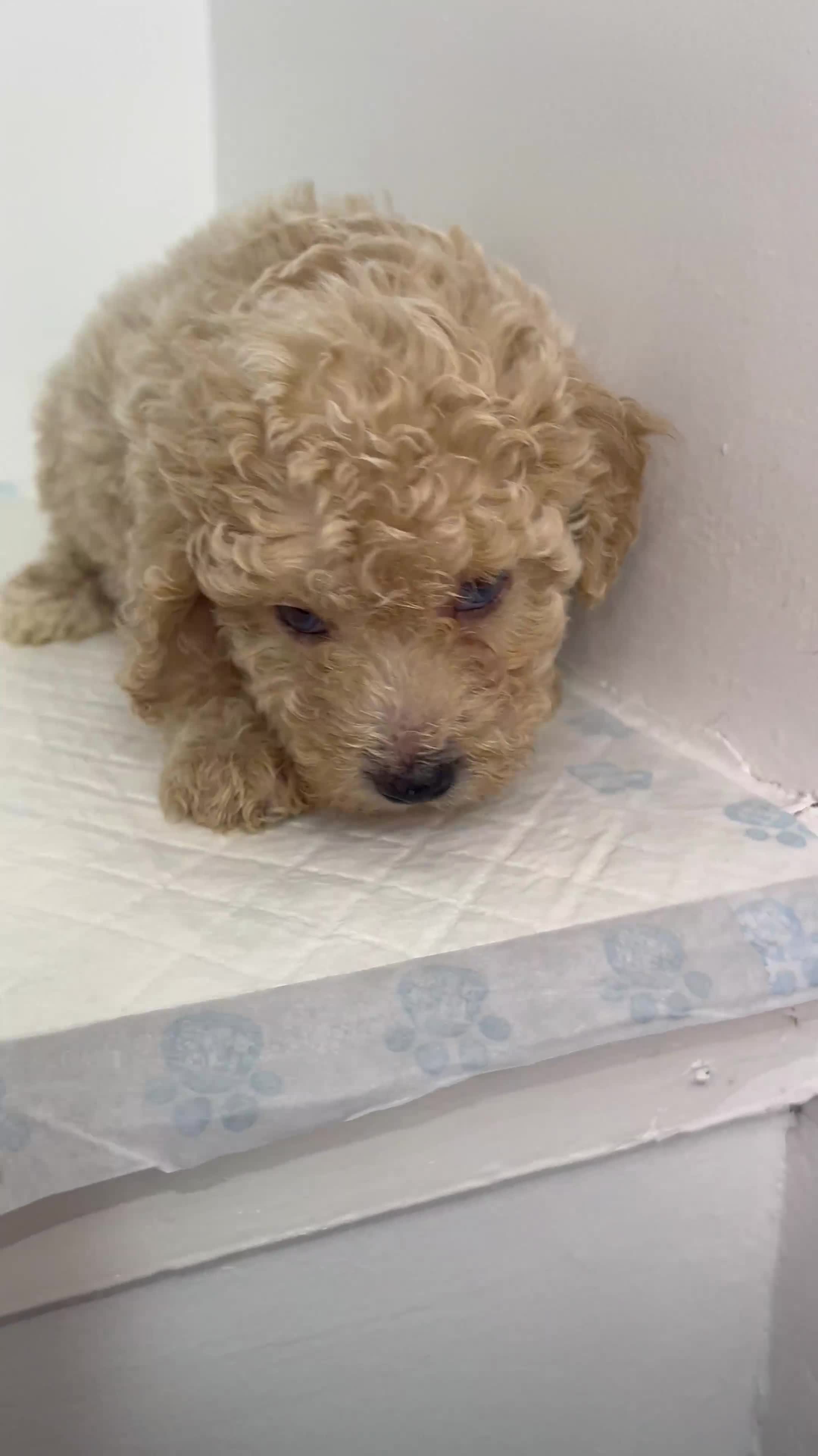 Miniature Poodle dogs for sale: ✨ Beautiful miniature poodles ✨ - Video 4