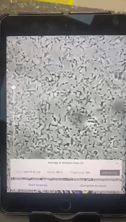 Boxer dogs for stud: 💥TOP QUALITY PROVEN FLASHY KC BOBTAIL FOR STUD💥 in Liverpool - Video 1