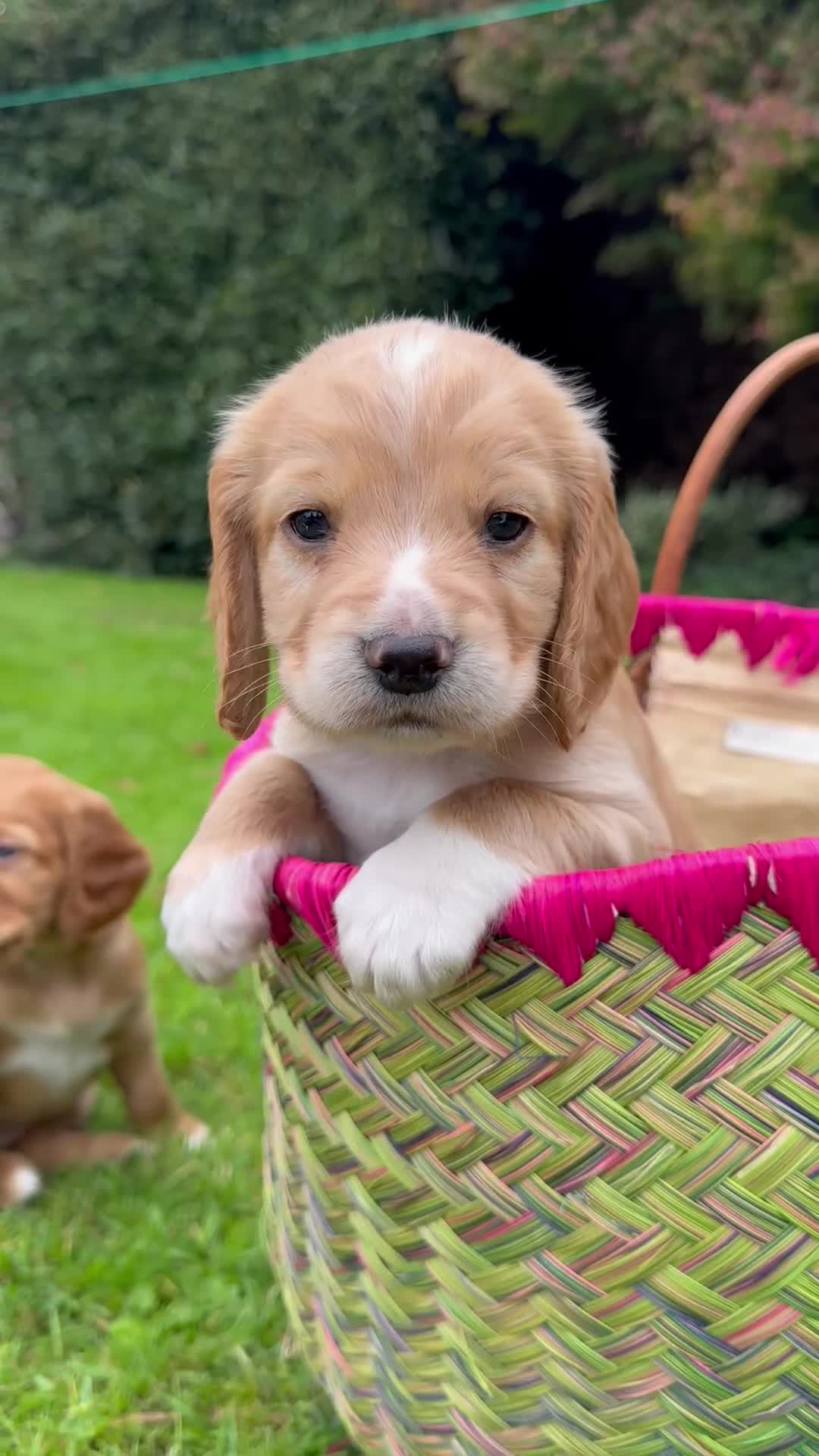 Cocker Spaniel dogs for sale: Stunning Working Cocker Spaniel Puppies - Video 3