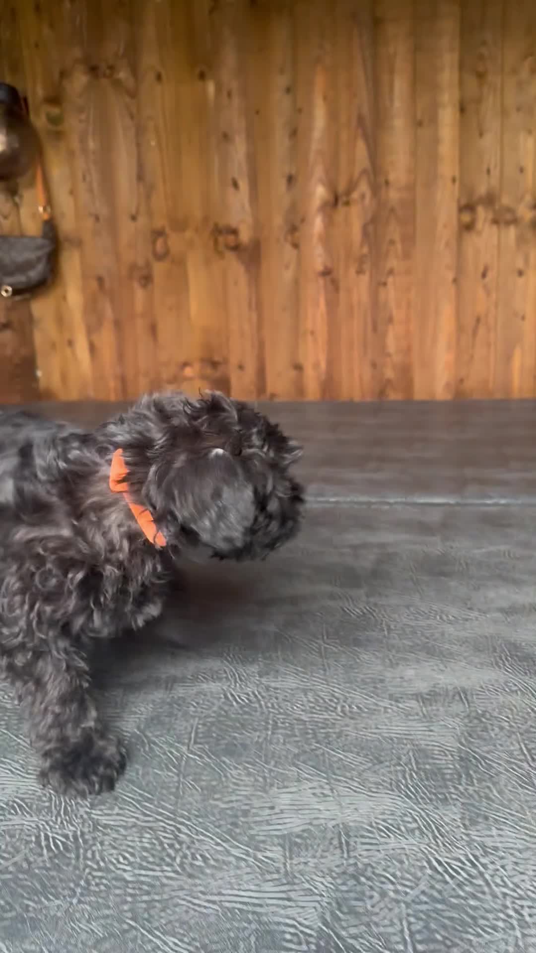 Yorkiepoo dogs for sale: Yorkiepoo Puppys - Video 4