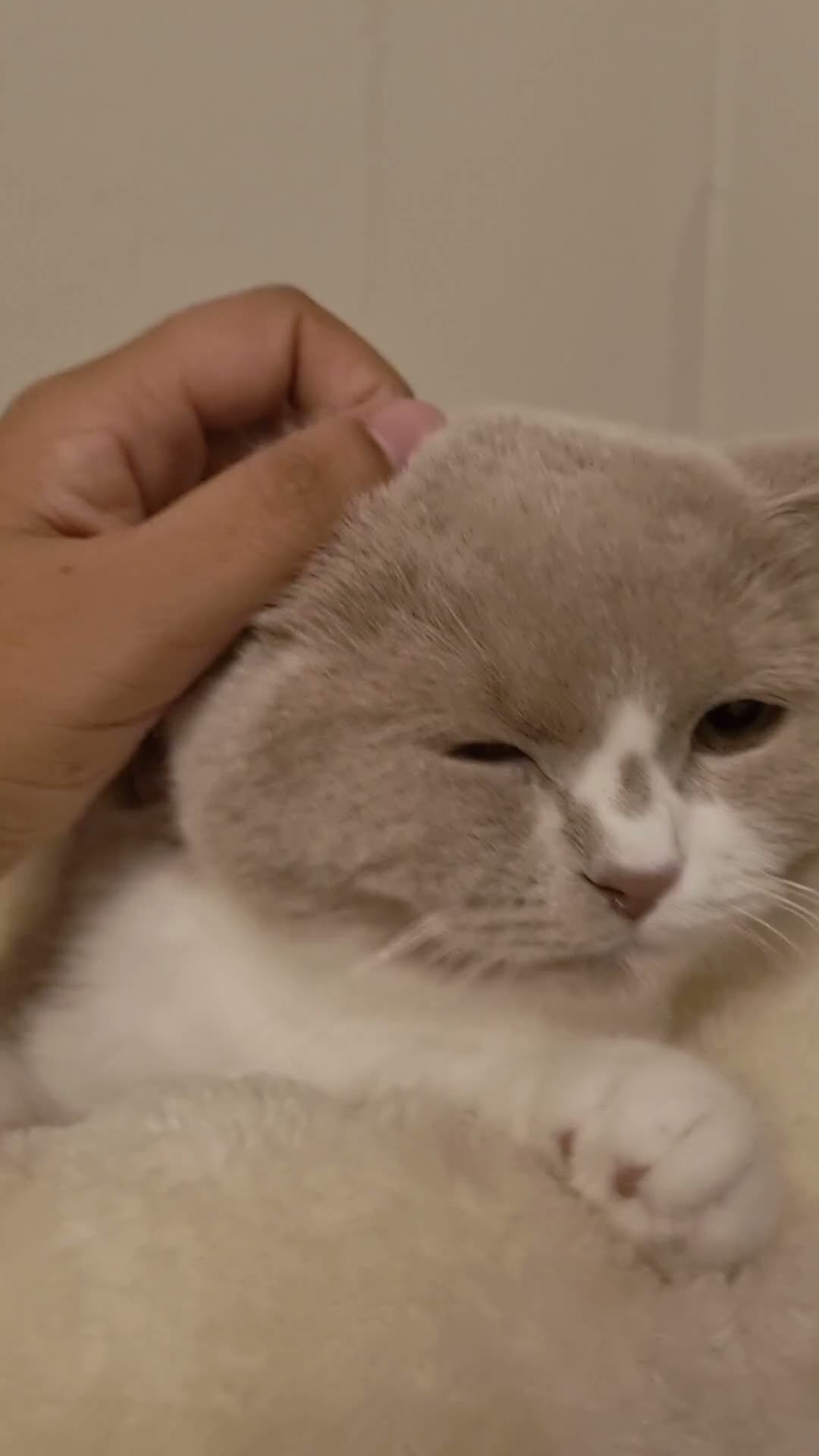 British Shorthair cats for sale: Fawn Bicolour Females - Spayed/Neutered - Video 1