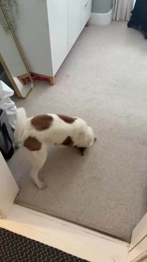 Mixed Breed dogs for adoption: ❤️🐶 SAGA – AN AMAZING GIRL WHO JUST NEEDS LIFE TO in Chester - Video 1