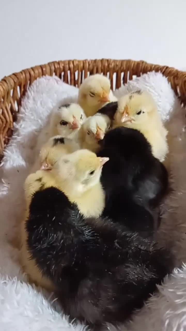 Chickens poultry for sale: Micro-Chicken CHICKS for Sale - Video 1