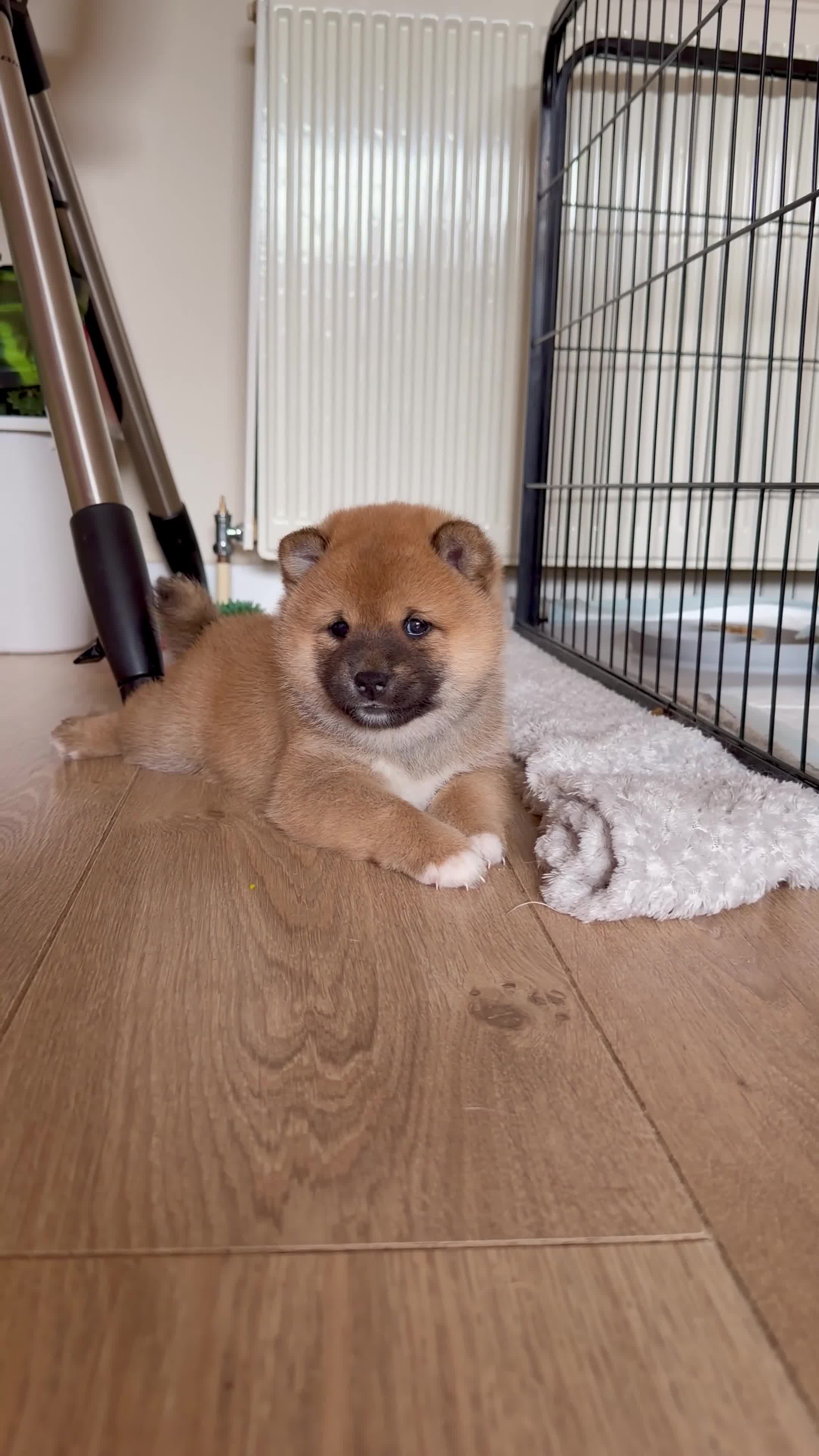 Japanese Shiba Inu dogs for sale: KC Reg - Multi Generational Shiba Inu Puppies - Video 5