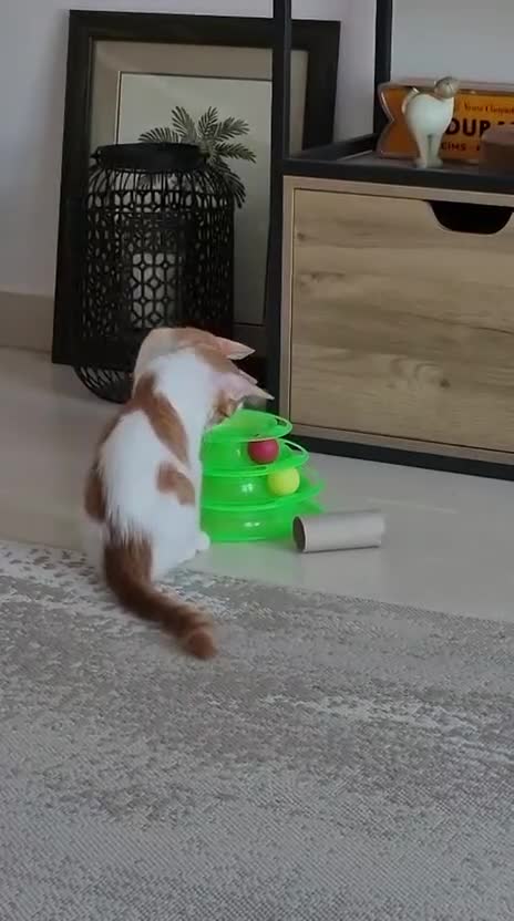 Mixed Breed cats for adoption: BOB &HARLEY BONDED BROTHERS NEUTERED FULL OF FUN  - Video 1