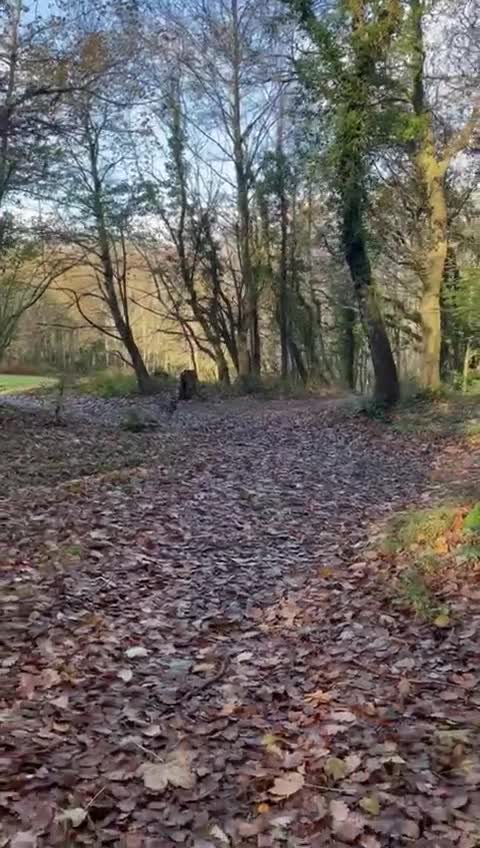 French Bulldog dogs for adoption: All Freddie wants for  **  is a forever home - Video 1