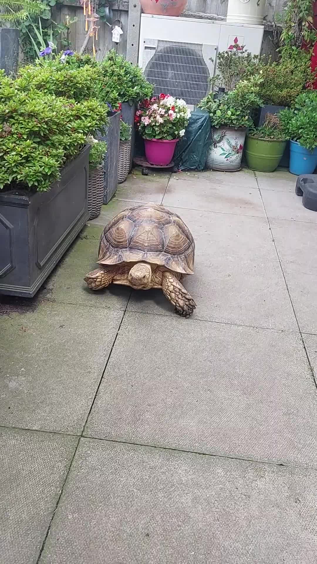 Tortoise reptiles for sale: Male sulcata tortoise 10 years old - Video 1