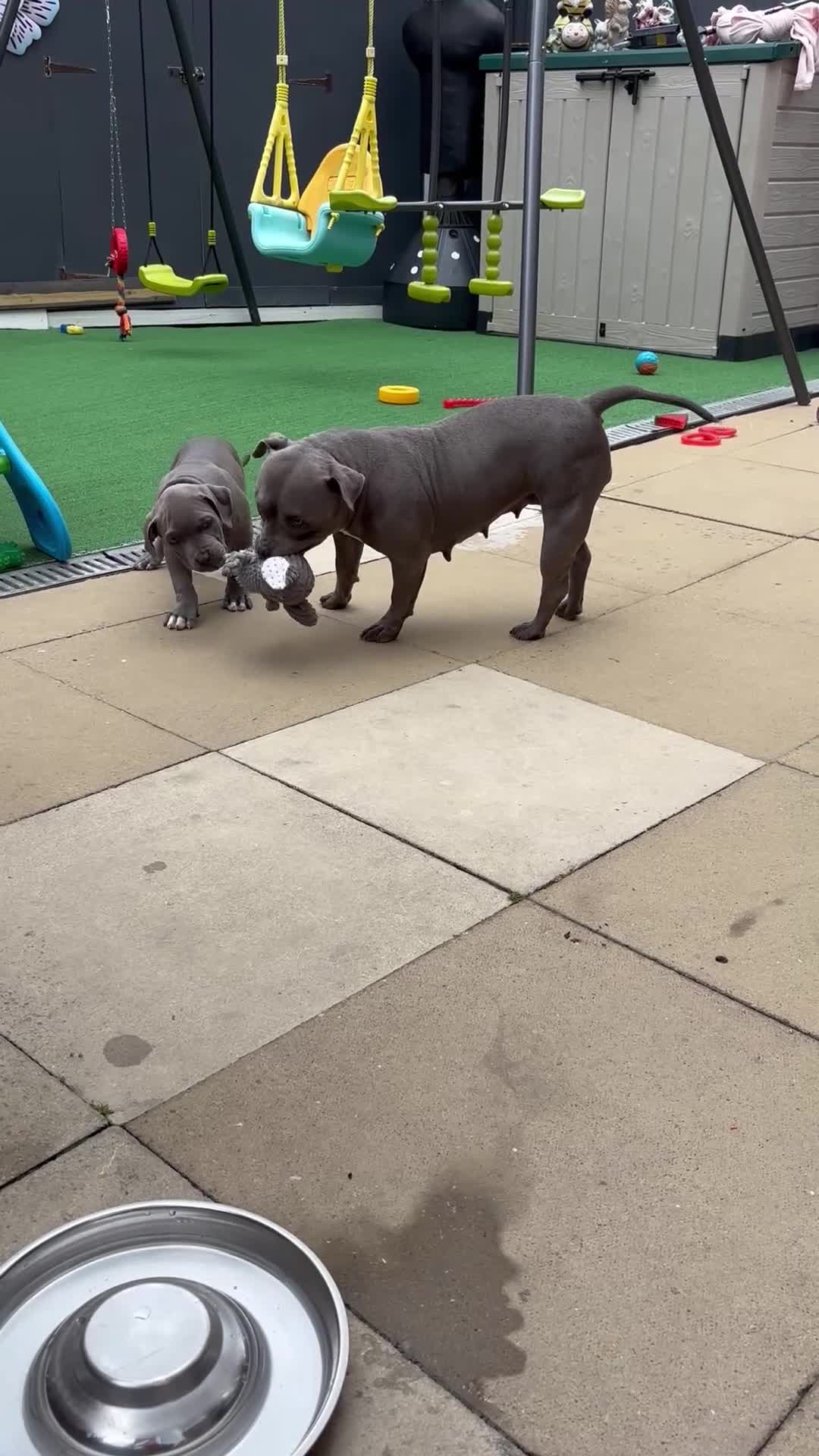 American Bully dogs for sale: American bully puppies  - Video 2