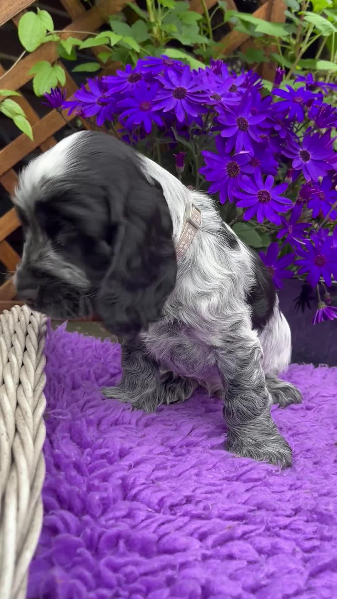 Cocker Spaniel dogs for sale: Champion Sired KC Show Type Cocker Spaniels - Video 1