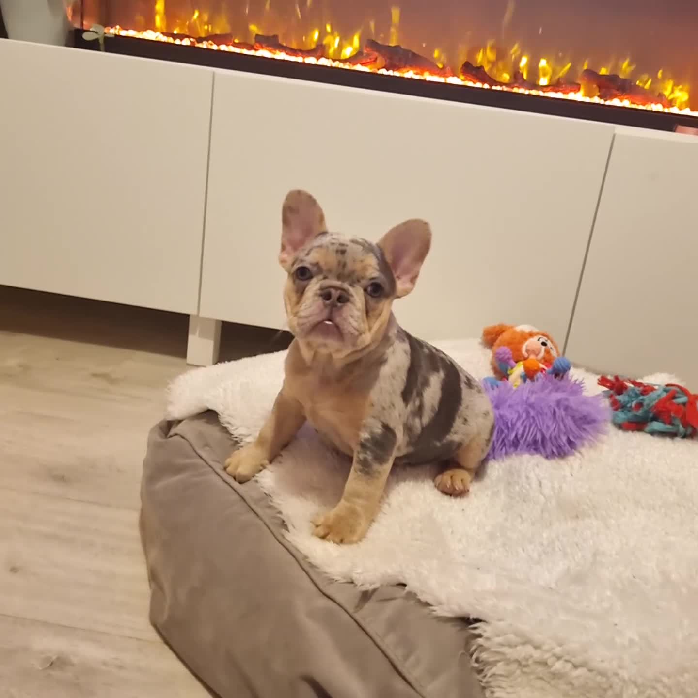 French Bulldog dogs for sale: Health tested French Bulldog puppy - Video 2