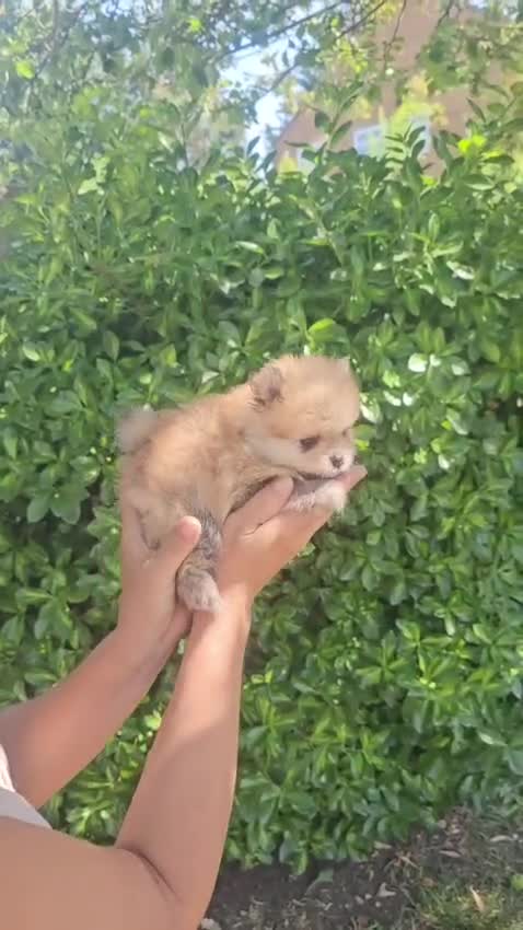 Pomeranian dogs for sale: Show class potential Pomeranians  - Video 4
