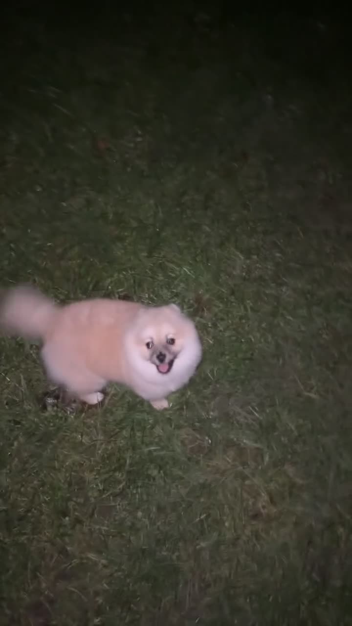 Pomeranian dogs for sale: Gorgeous Pomeranian  in Redcar - Video 1