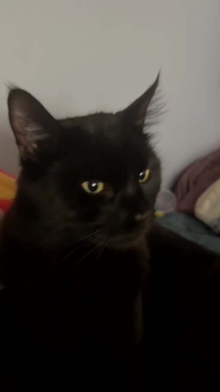 Mixed Breed cats for sale: Morpheus, BSH X Maine coon for sale  - Video 1