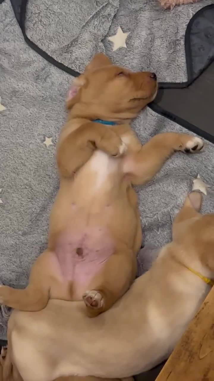 Springador dogs for sale: Labrador puppies (red/copper). Health checked.  - Video 1