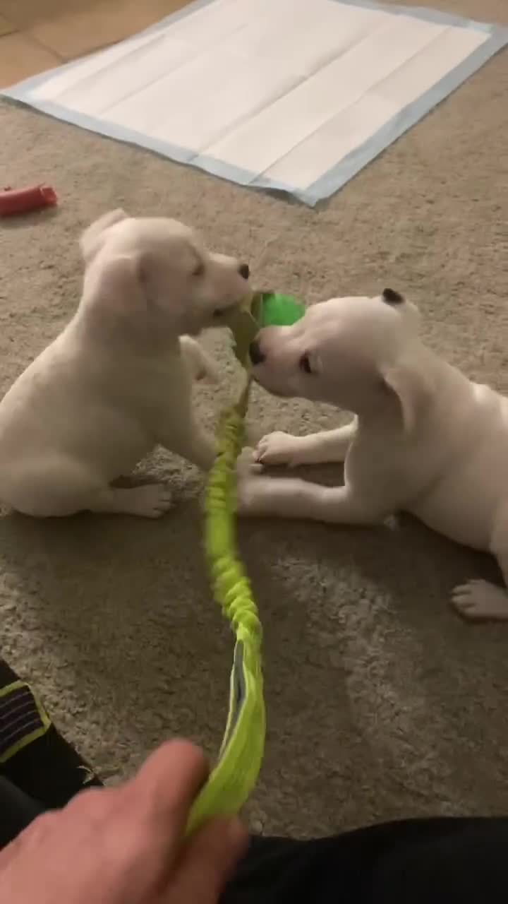 Jack Russell dogs for sale: Jack Russell puppies  - Video 1