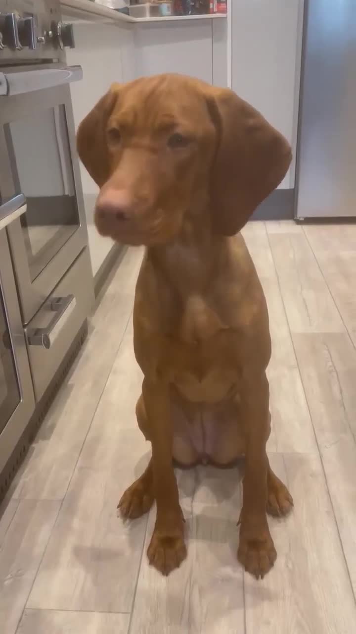Hungarian Vizsla dogs for sale: CHAMPION BRED KC HUNGARIAN VIZSLAS - Video 1
