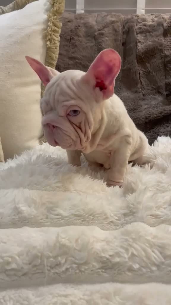 French Bulldog dogs for sale: Female Pink Velvet French Bulldog for sale  - Video 1