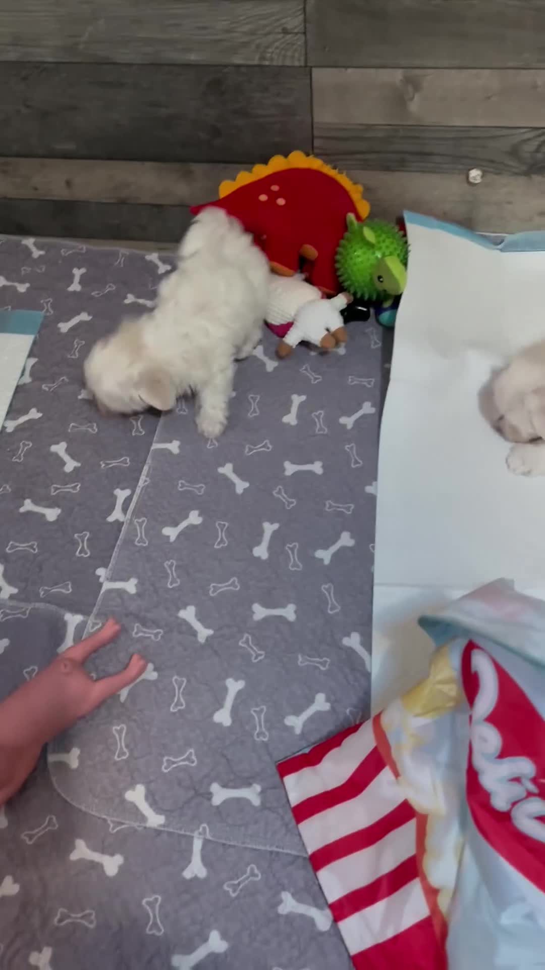 Maltese dogs for sale: Kc Maltese boys 💙💙 - Video 2