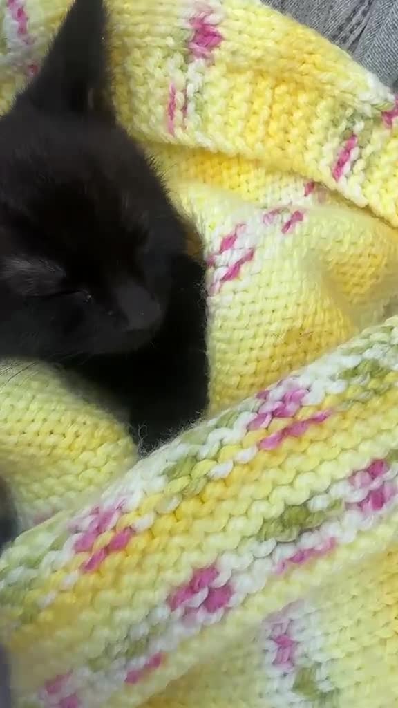 Mixed Breed cats for sale: 8 week old black male kitten  - Video 1