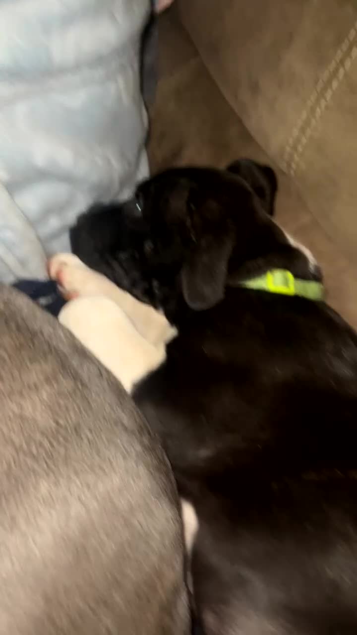 American Bull Staffy dogs for sale: Black and white staff, blue mother, white father  in Doncaster - Video 1