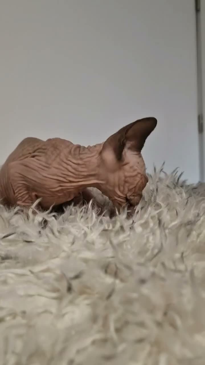 Sphynx cats for sale: Full pedigree sphynx kittens  - Video 3