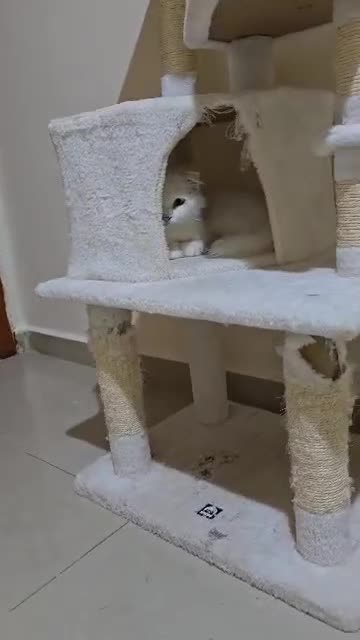 Mixed Breed cats for adoption: NOVA- TURKISH ANGORA GIRL ADORABLE SPAYED - Video 2