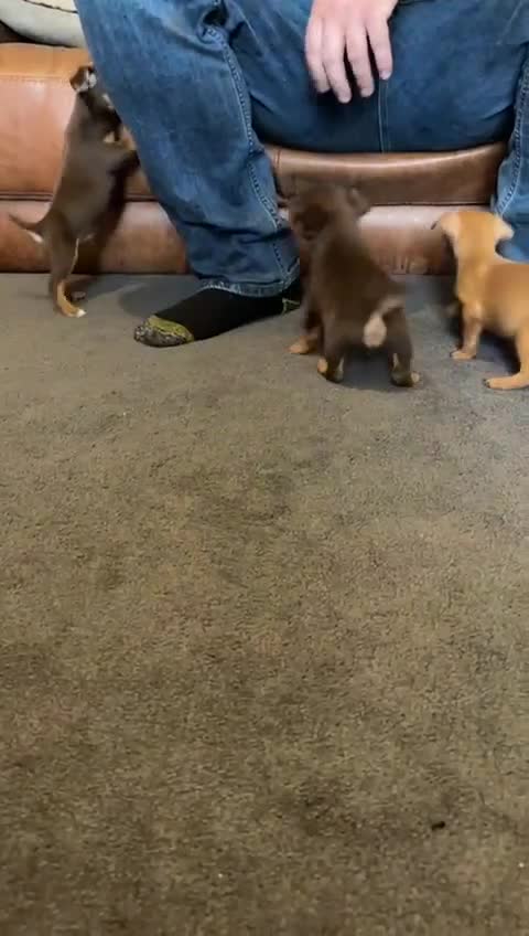 Jack Russell dogs for sale: Beautiful miniature jack russell puppies  - Video 1