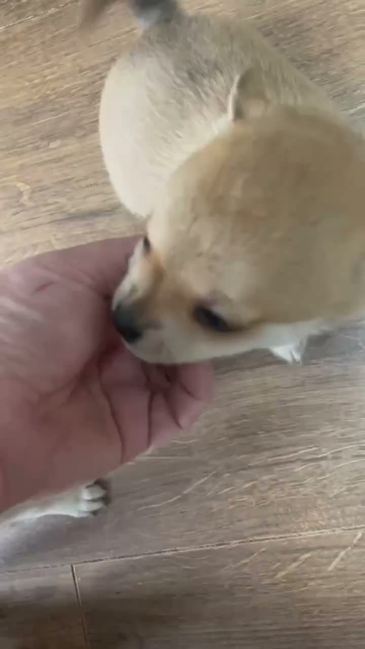 Pomchi dogs for sale: Pomchi puppies - Video 1