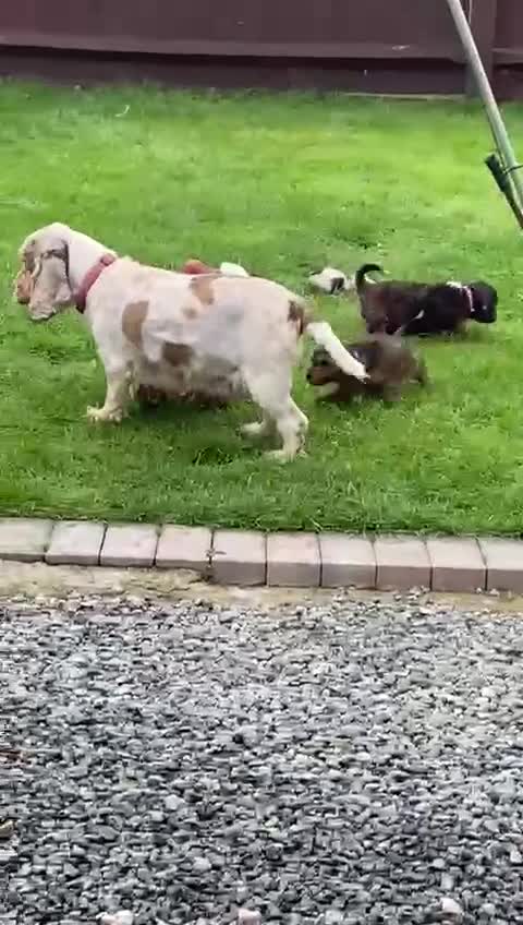 Cockapoo dogs for sale: Adorable cockerpoo puppies  - Video 1