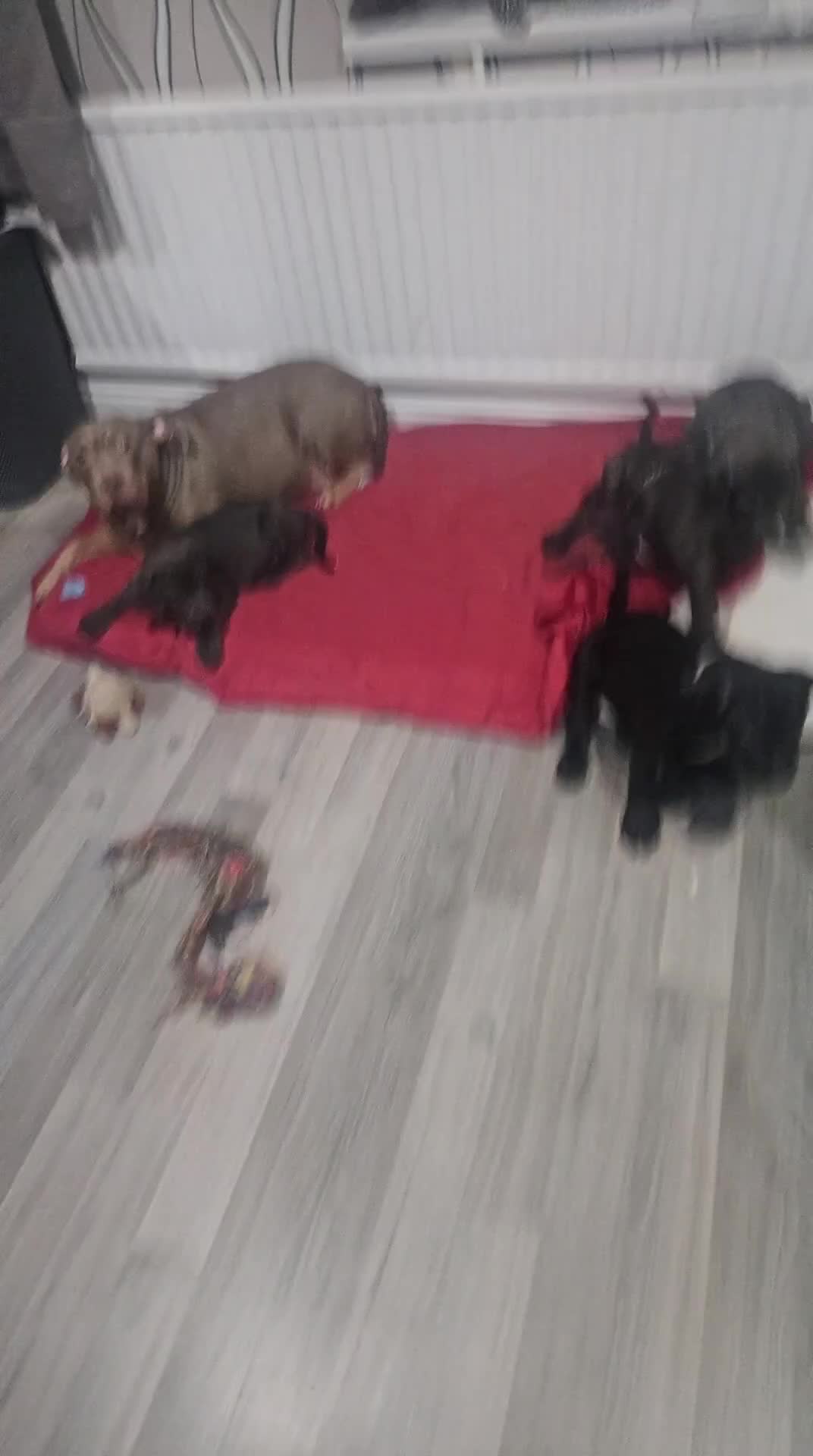 Mixed Breed dogs for sale: Prety puppy - Video 3