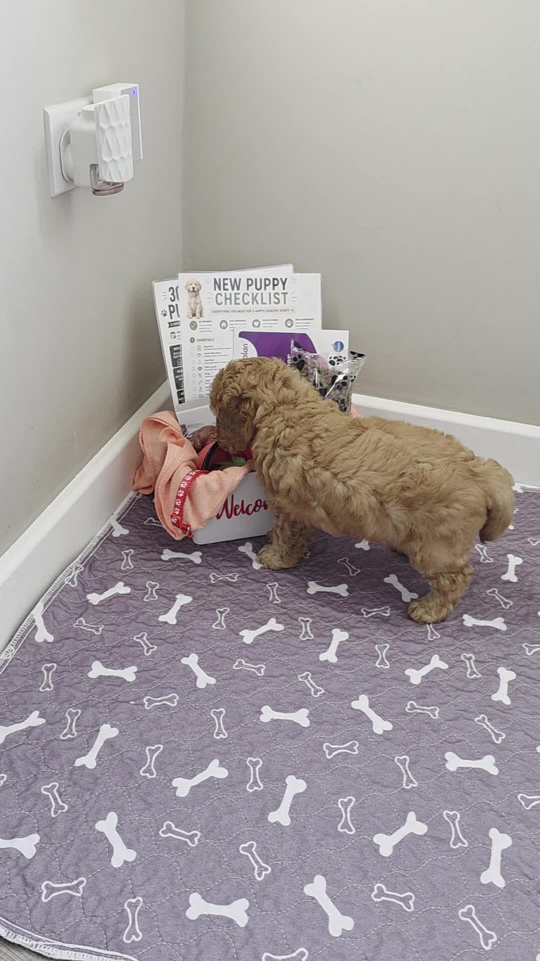 Cockapoo dogs for sale: 2 ADORABLE male Cockapoo puppies available!  - Video 2
