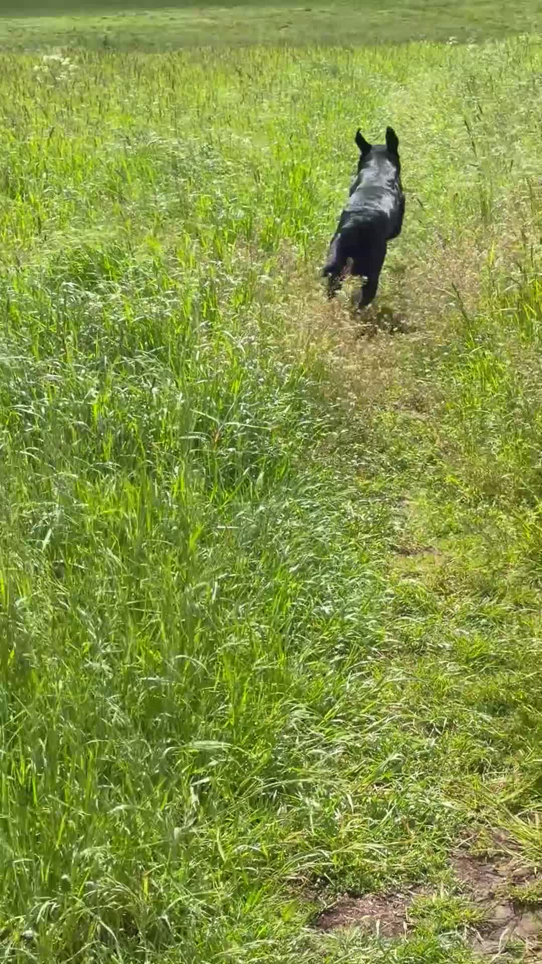 Labrador Retriever dogs for sale: Black Labrador Retriever in Alfreton - Video 1