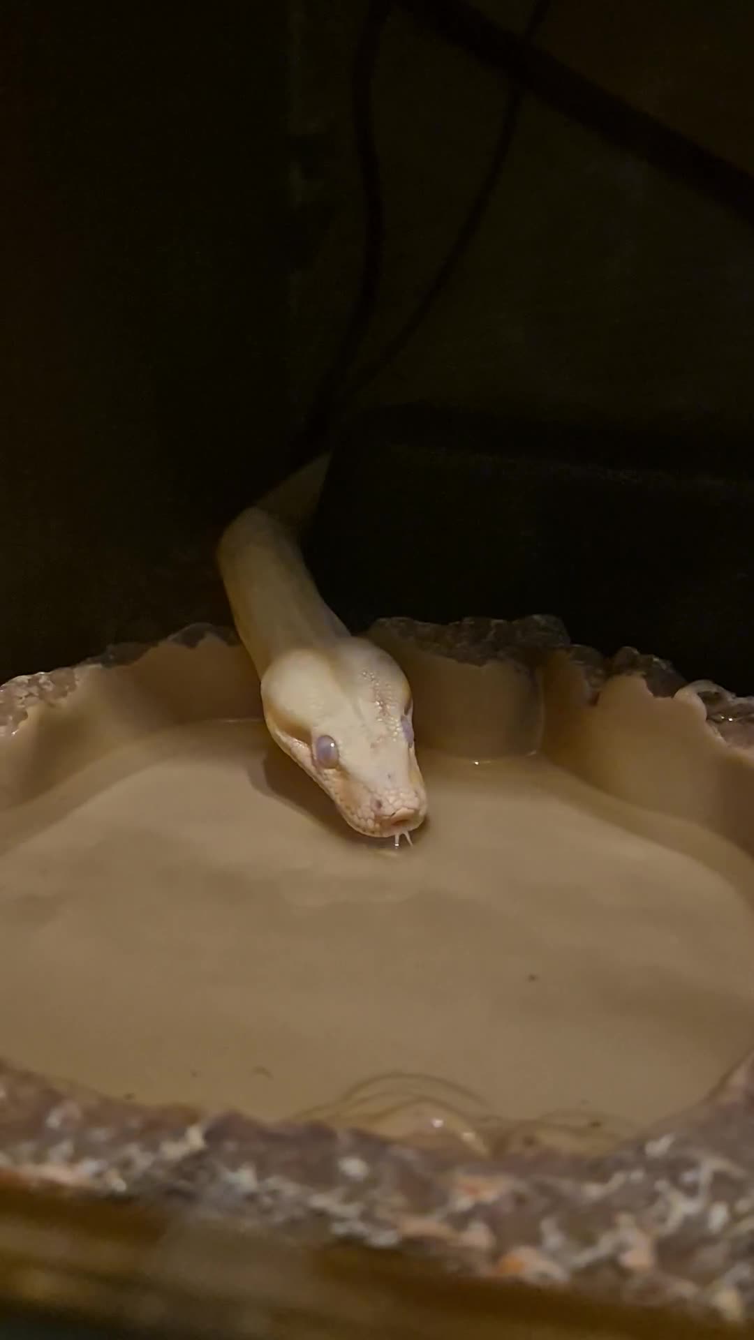 Boa Snake reptiles for sale: Sharp albino boa constrictor male - Video 1
