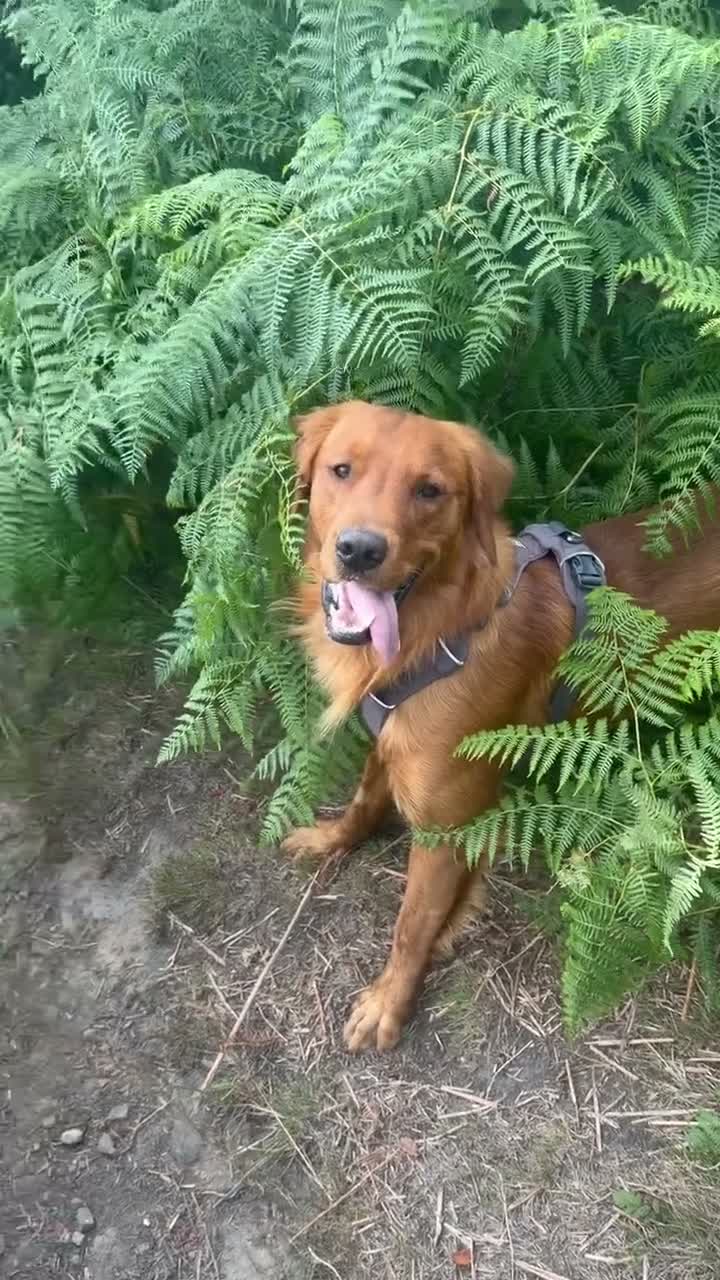 Golden Retriever dogs for stud: Fox red golden retriever to stud out  - Video 2