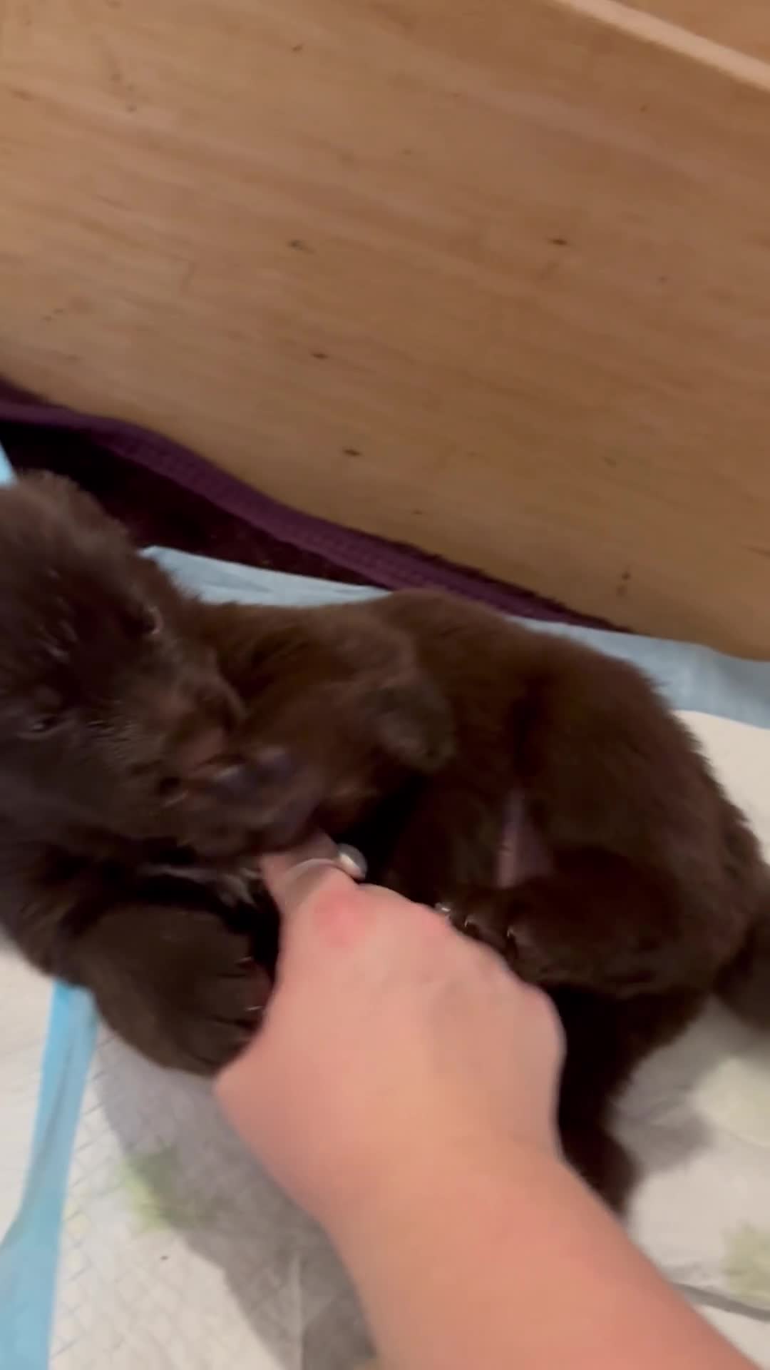 Newfoundland dogs for sale: Pure Newfoundland Puppies - Video 2