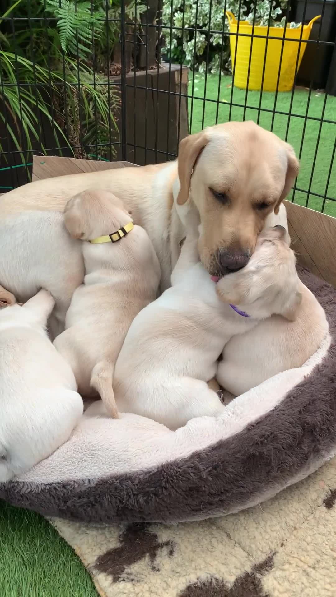 Labrador Retriever dogs for sale: Labrador puppies for sale in Scunthorpe - Video 3