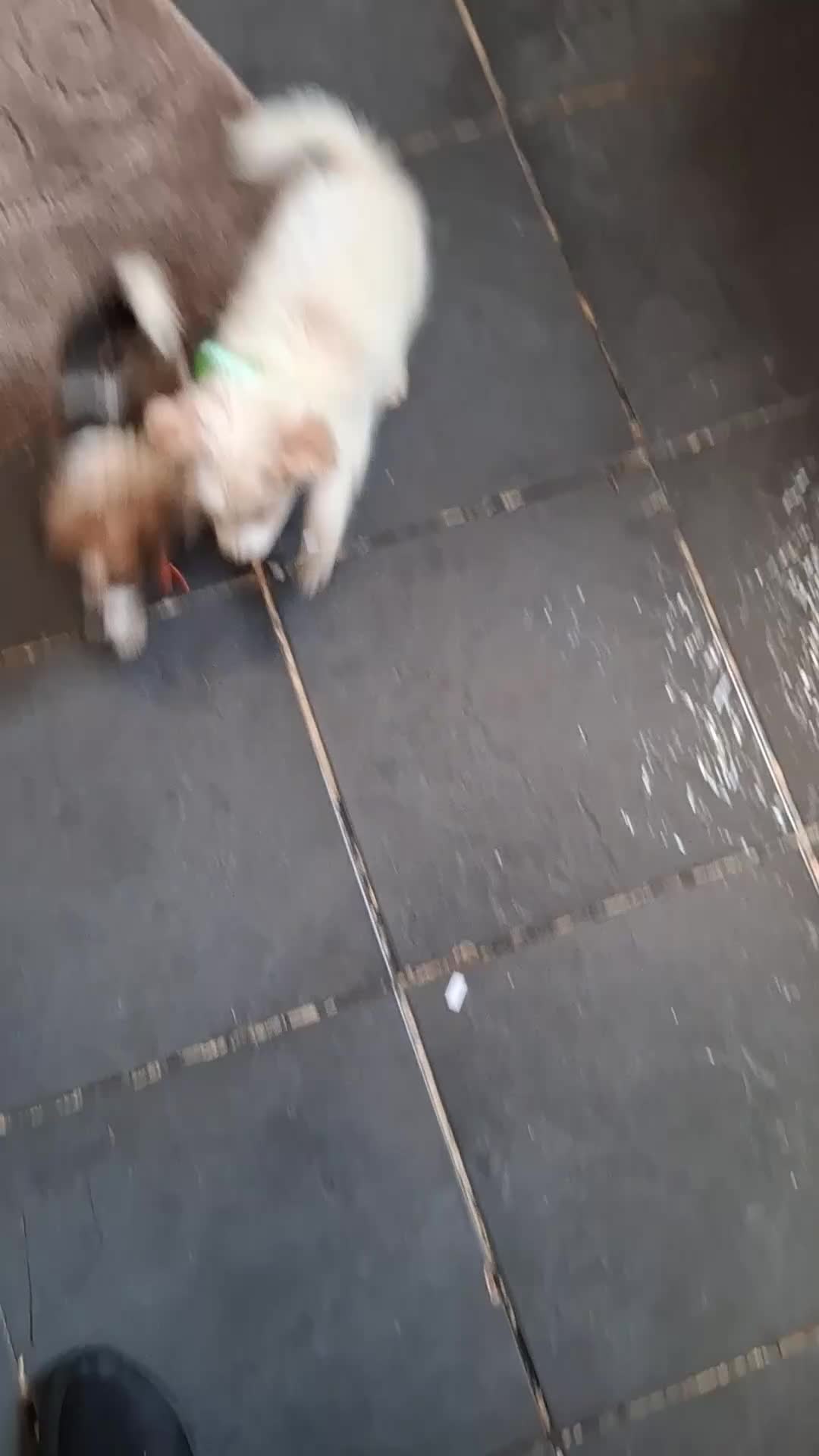 Pomchi dogs for sale: Pomchi puppy - Video 1