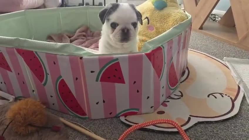 Pug dogs for sale: KC Pedigree 5⭐️ stunning Boy Pug - Video 1